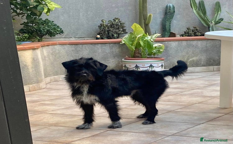 Cairn Terrier cani a Provincia di Ferrara - Annuncio 1