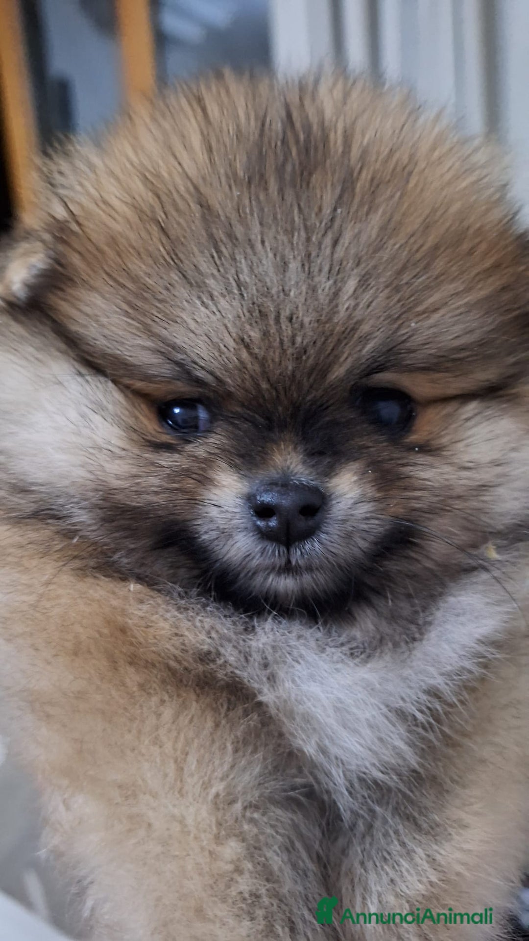 Volpino Pomerania cani in vendita: Spitz tedesco nano - Annuncio 1