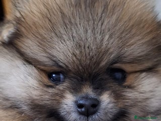 Volpino Pomerania cani Spitz tedesco nano - Annuncio 22