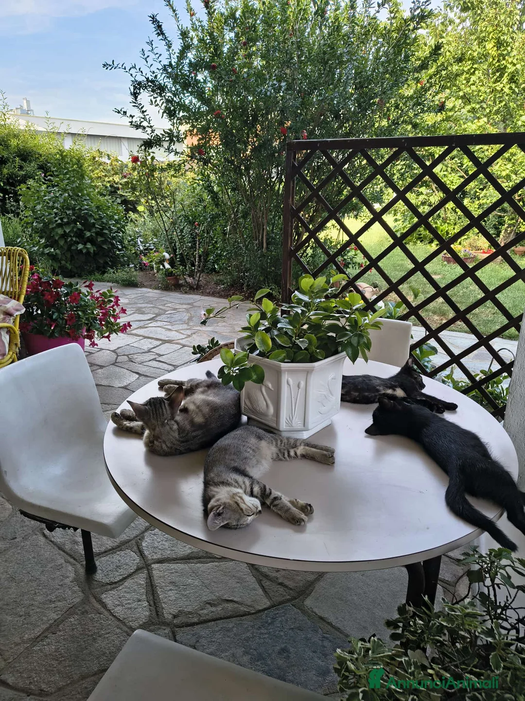 Meticcio gatti in regalo: Regalo gattini di tre mesi a Provincia di Cuneo - Annuncio 1
