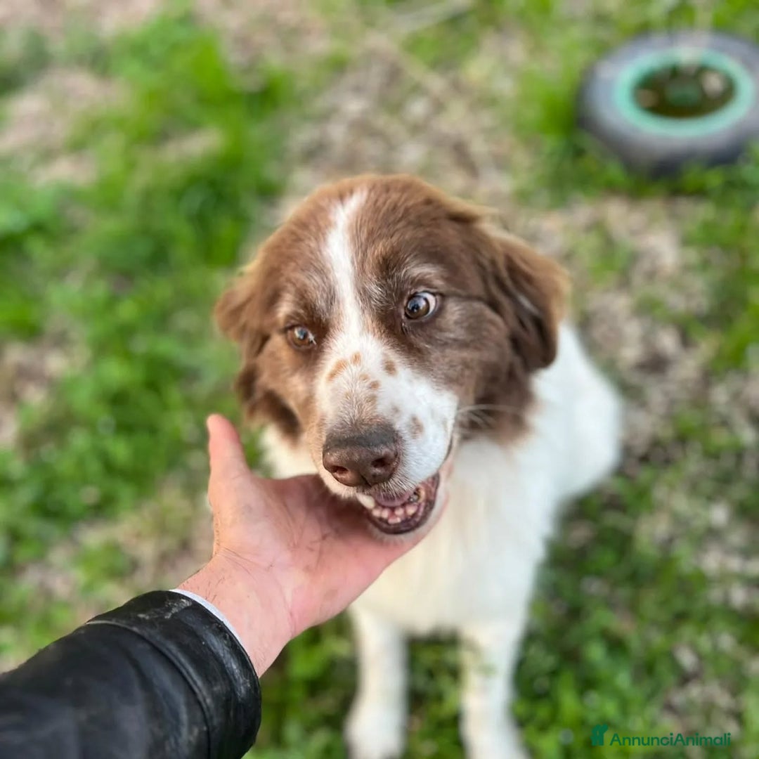 Border Collie cani in regalo: MICHELE incrocio border collie cerca adozione a Provincia di Latina - Annuncio 5