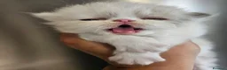 Persiano gatti in vendita: Gatto persiano  - Annuncio 6