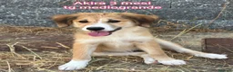 Meticcio cani in regalo: CUCCIOLI ESCLUSI E SOLI! a Città Metropolitana di Genova - Annuncio 11