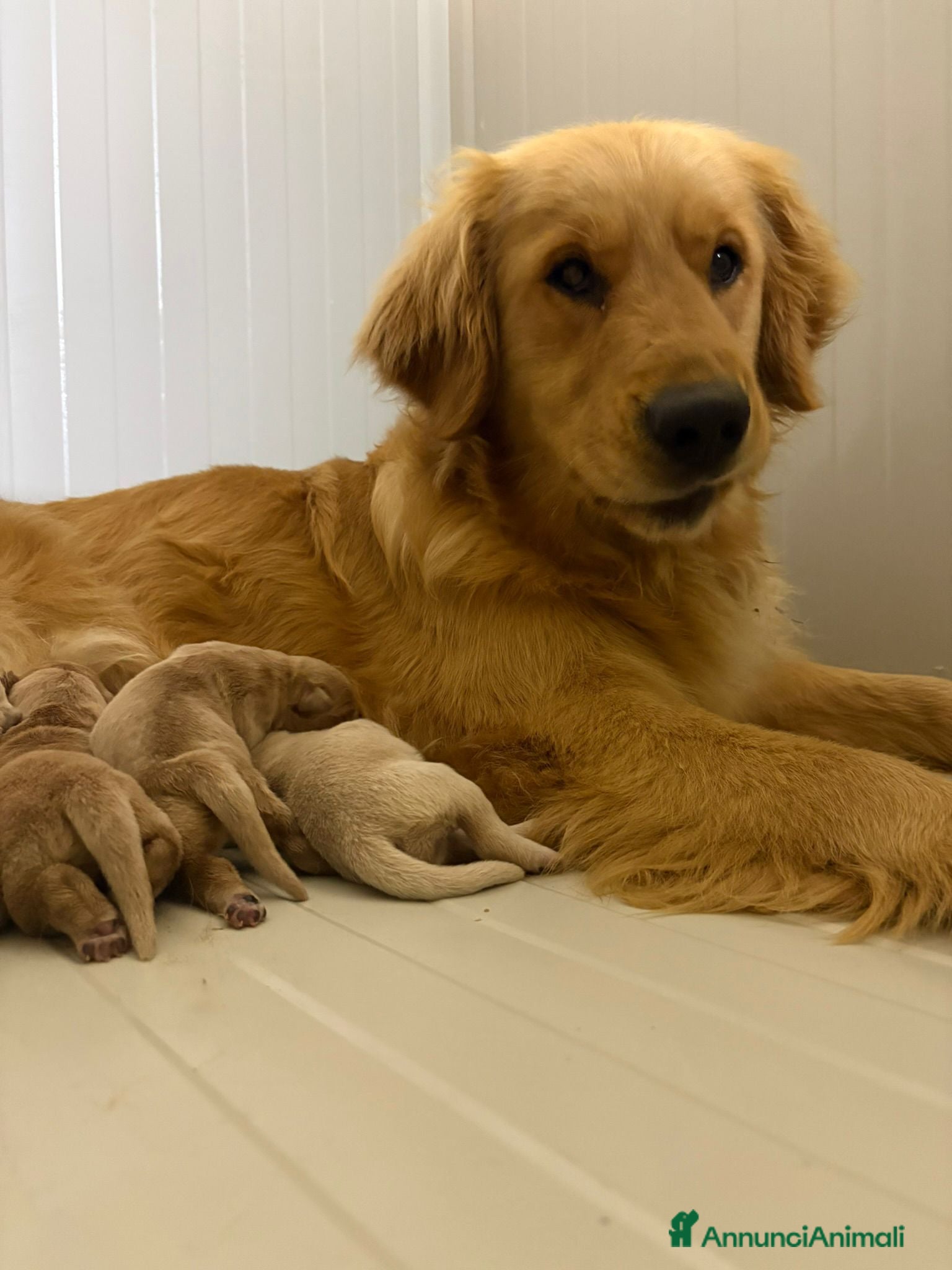 Golden Retriever cani Golden Retriever  - Annuncio 1