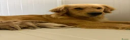 Golden Retriever cani in vendita: Golden Retriever  - Annuncio 1