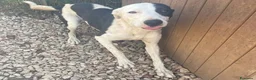 Meticcio cani in regalo: Gypsy peperina dal cuore grande - Annuncio 4