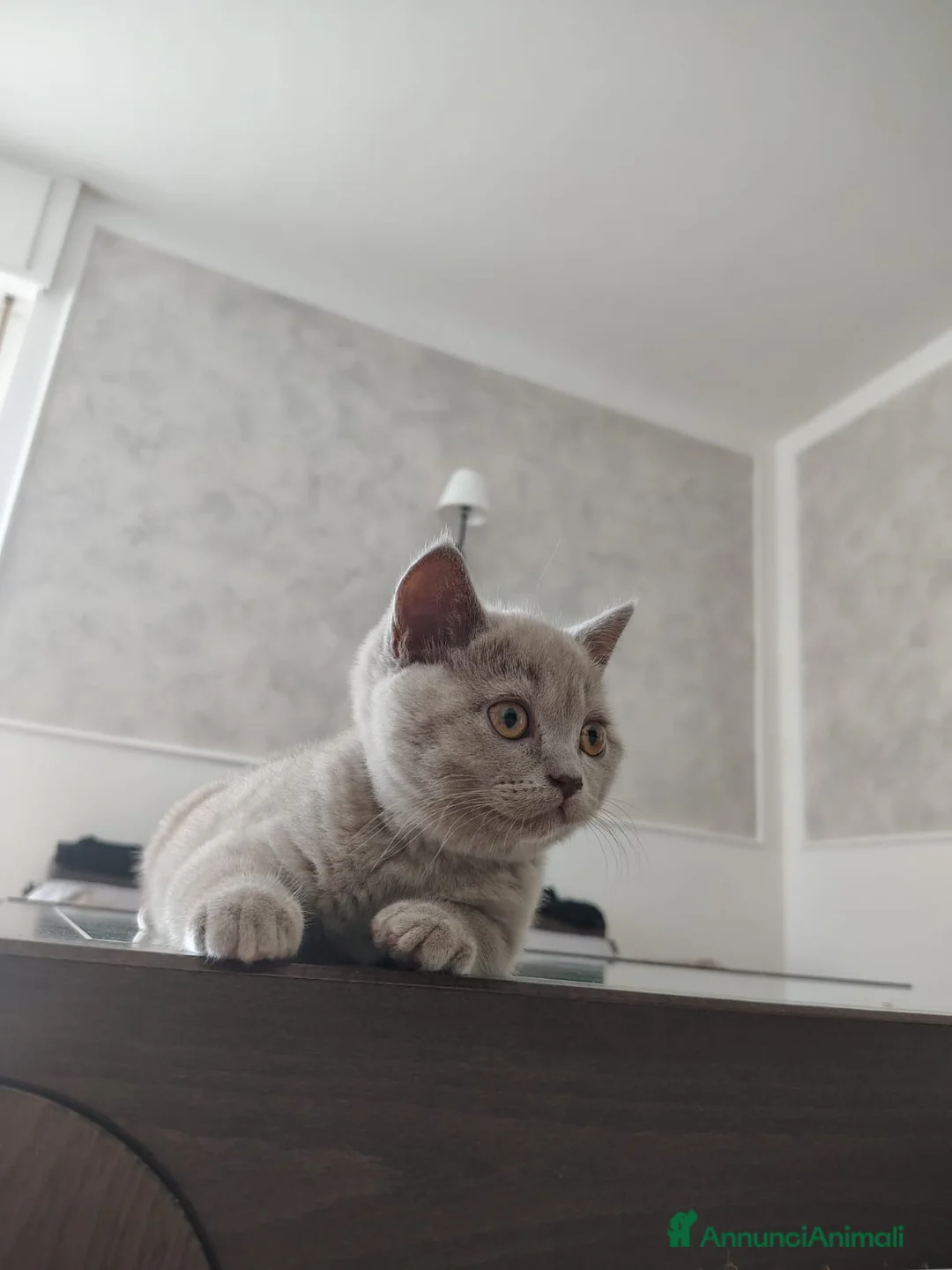 British gatti in vendita: Splendida cucciola British Shorthair - Annuncio 2