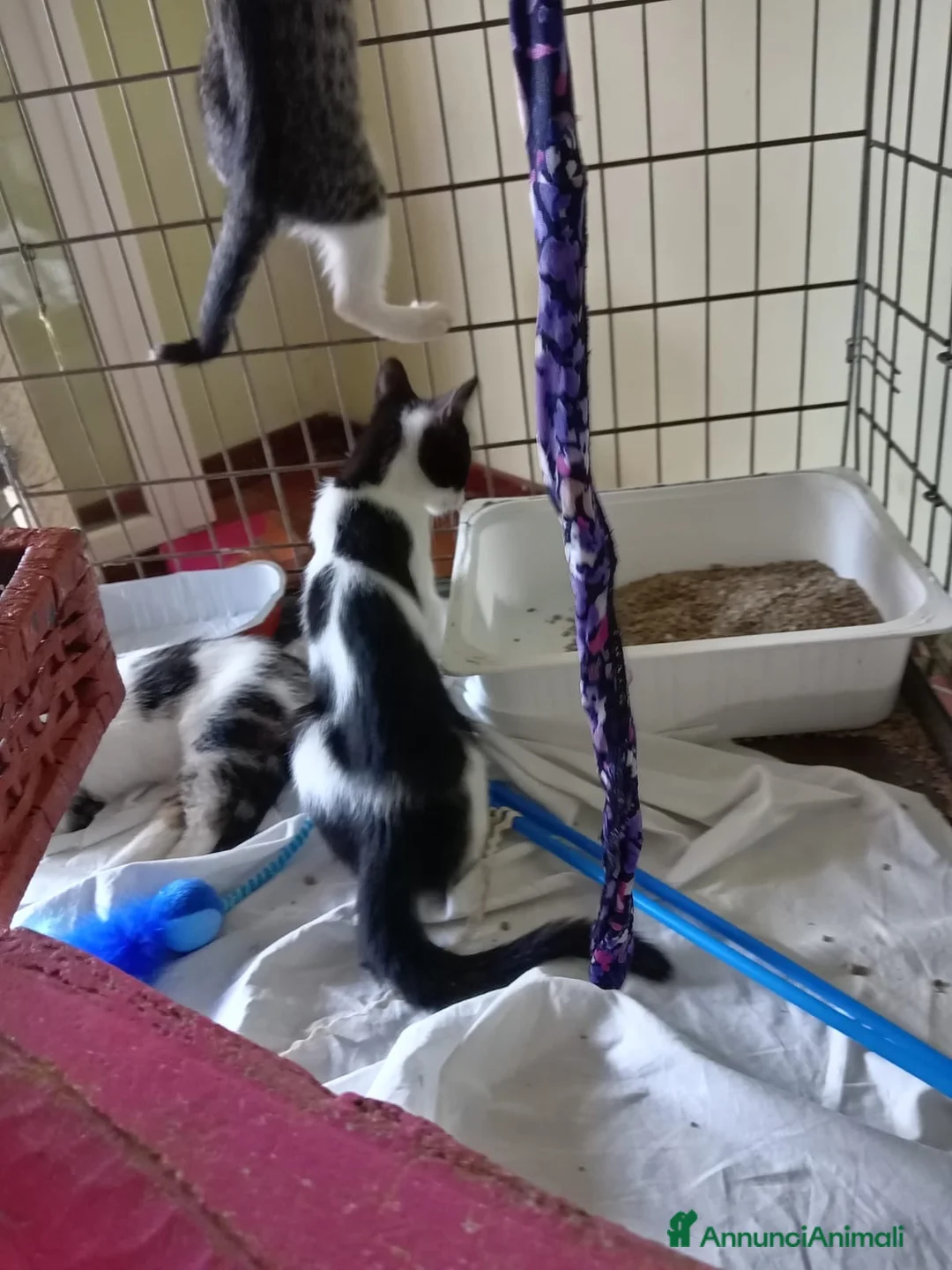 Europeo gatti in regalo: cuccioli gatto cercano casa❤️ - Annuncio 2