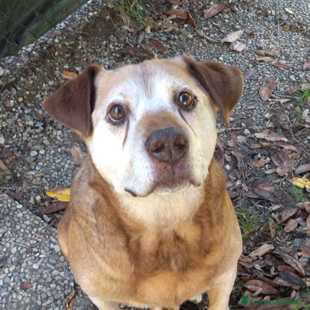 Meticcio cani in regalo: CAGNOLONE ANZIANO - Annuncio 2