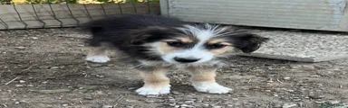 Australian Shepherd 1