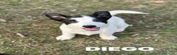 Meticcio cani in regalo: DIEGO, Border Collie in miniatura! Zampacorta - Annuncio 5
