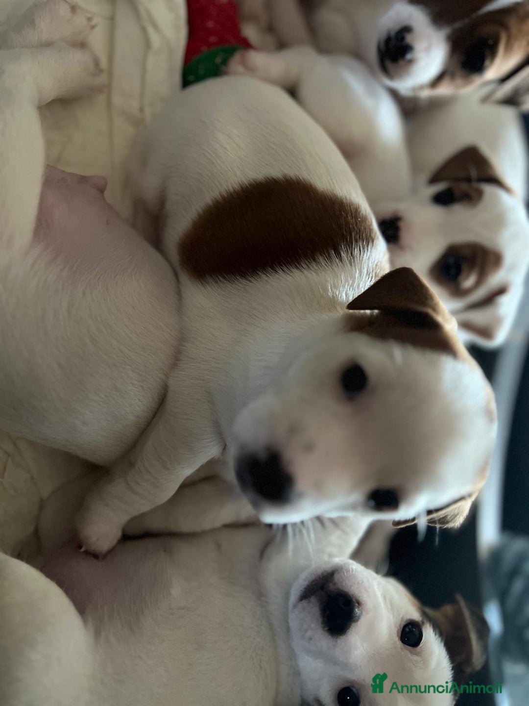 Jack Russell cani in vendita: Jack Russel Terrier di Razza Neri, tricolori  - Annuncio 12