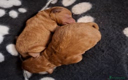Barboncino Toy cani in vendita: Cuccioli barboncino toy  a Città Metropolitana di Torino - Immagine 3
