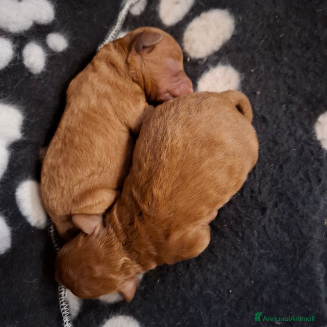 Barboncino Toy cani in vendita: Cuccioli barboncino toy  a Città Metropolitana di Torino - Immagine 3