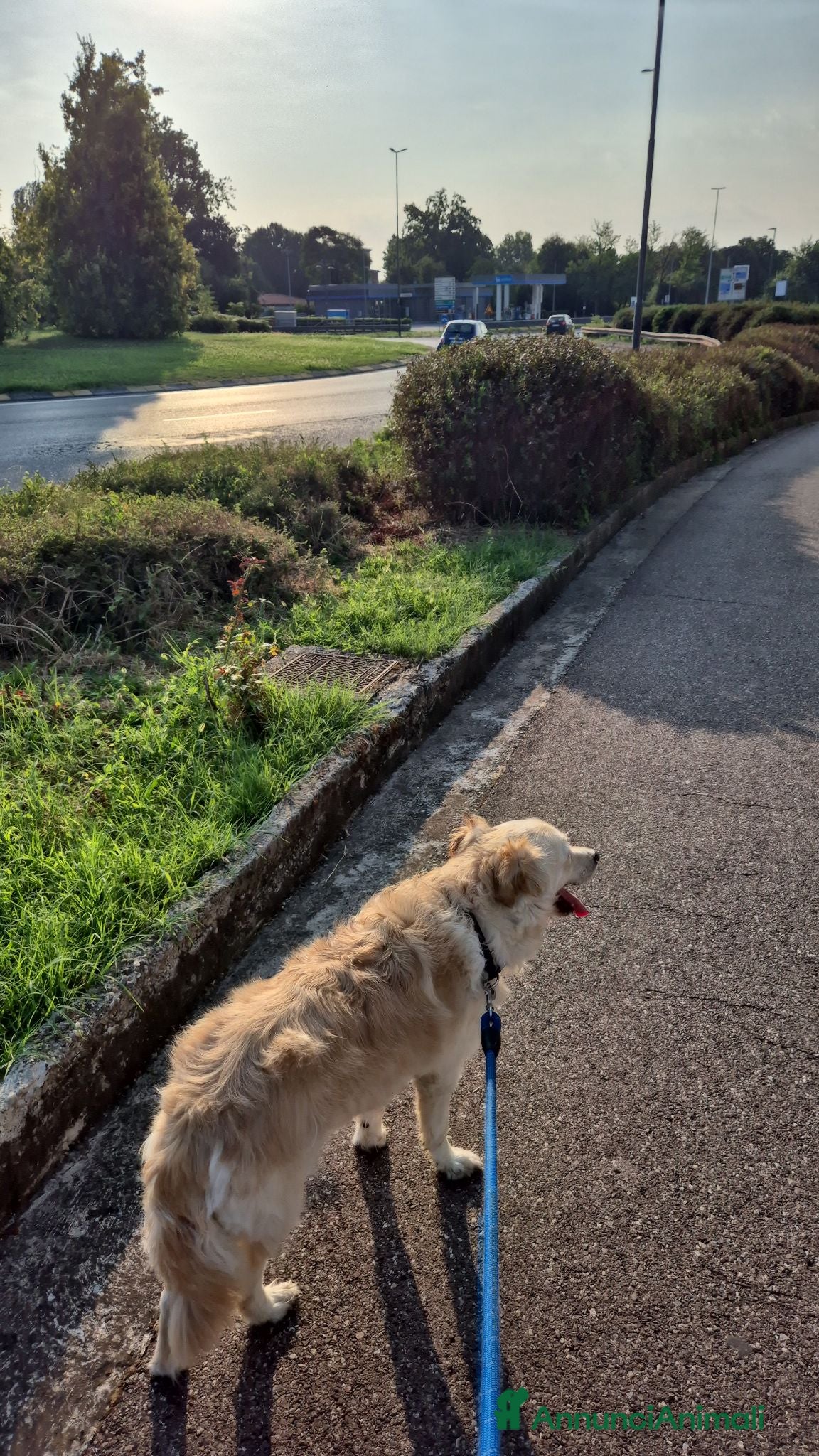 Meticcio cani Cane buonissimo - Annuncio 1