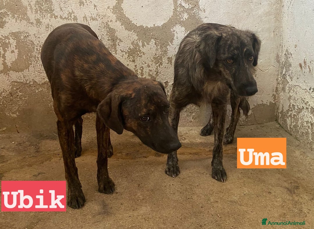 Meticcio cani in regalo: UMA e UBIK mamma e figlio bei tigratini - Annuncio 3