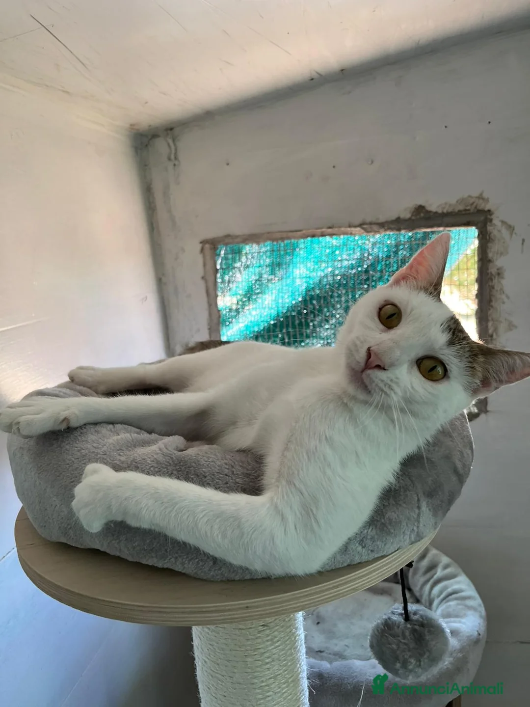 Europeo gatti in regalo: Giovane gatta bianca dolcissima a Metropolitan City of Rome Capital - Annuncio 2