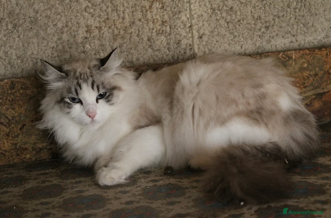 Ragdoll gatti in vendita: Ragdoll adulta - Annuncio 2