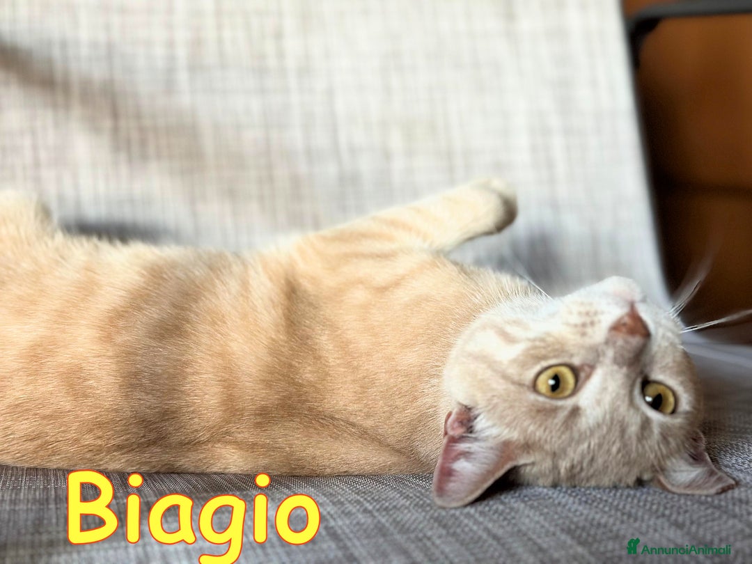 Europeo gatti in regalo: BIAGIO DOLCE GATTINO - Annuncio 2
