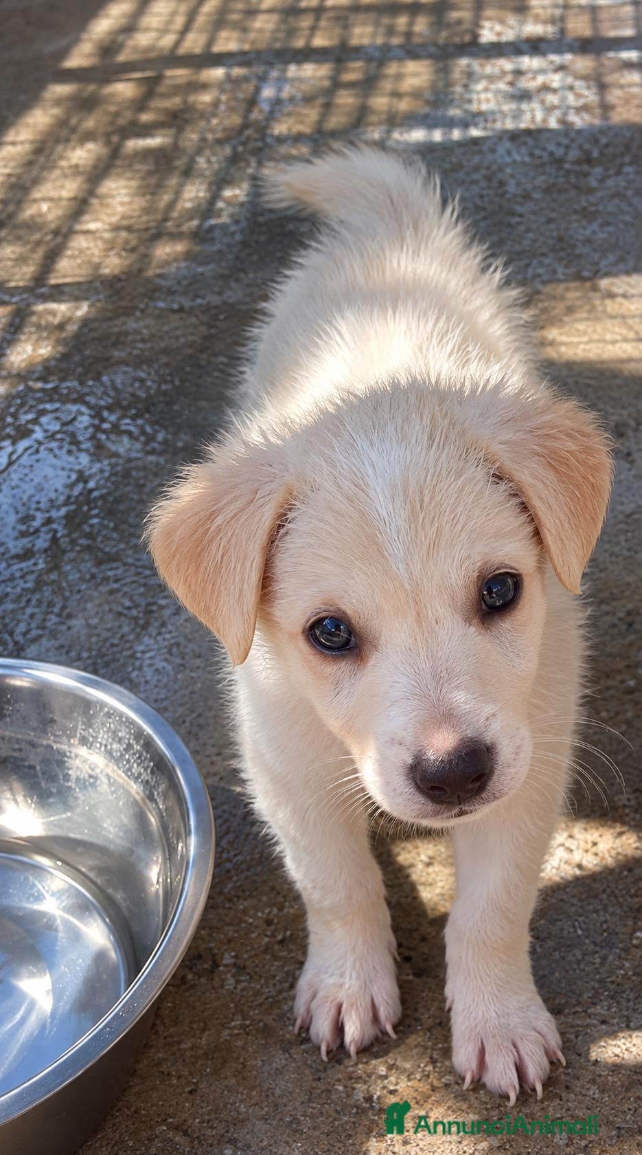 Meticcio cani Maya, taglia medio contenuta!  - Annuncio 1