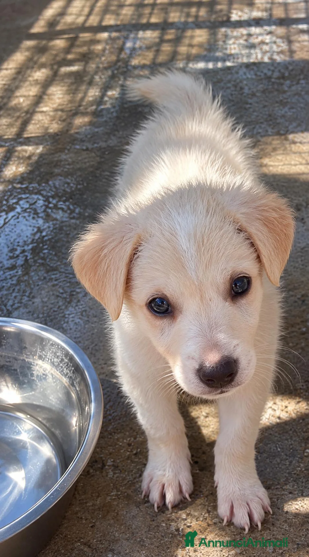 Meticcio cani in regalo: Maya, taglia media! (20/25kg) - Annuncio 1