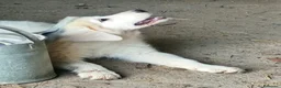 Pastore Abbruzzese Maremmano cani in vendita: Disponibili cuccioli di pastore maremmanoabruzzese - Annuncio 16