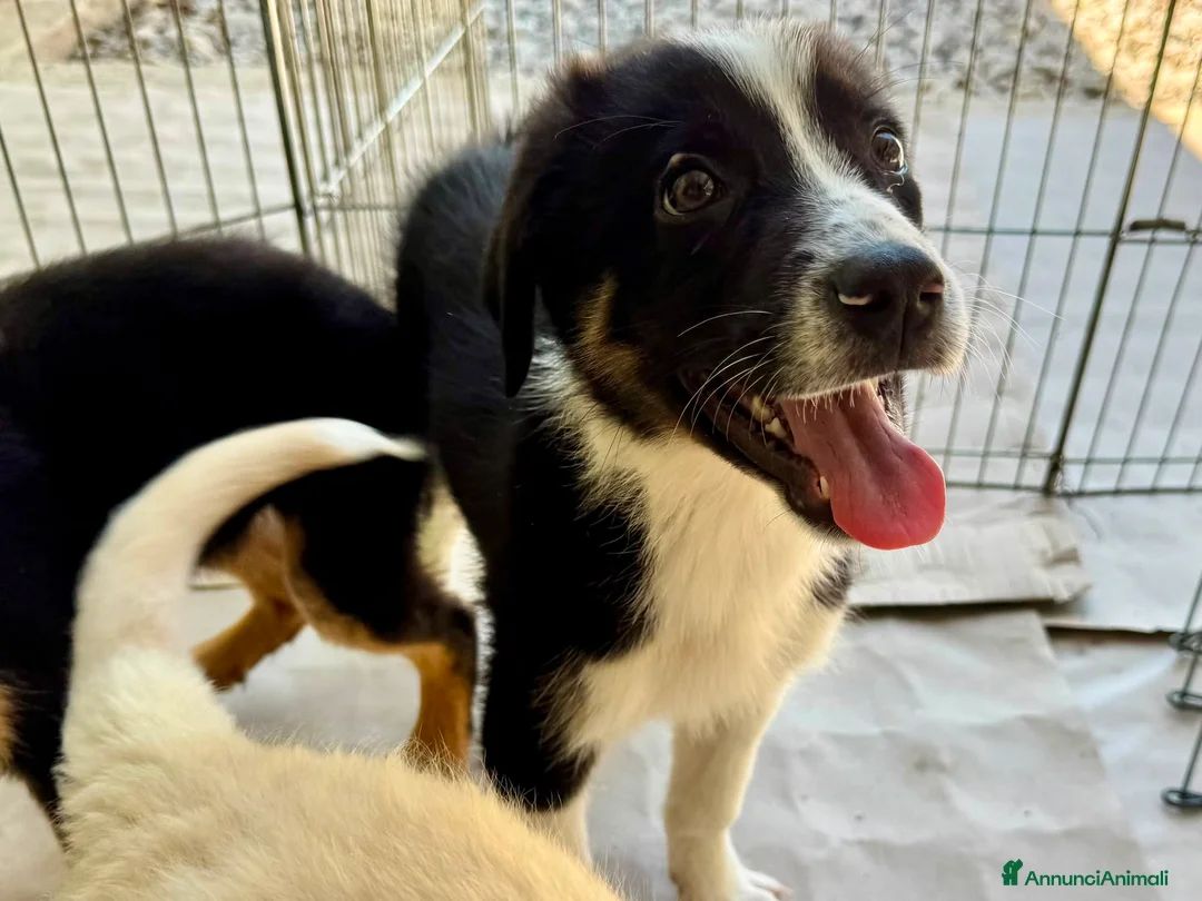 Meticcio cani in regalo: Musa  a Provincia di Lecco - Annuncio 4