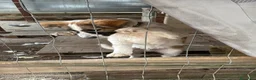Meticcio cani in regalo: Simba, taglia media! (25kg - 6 mesi)  - Annuncio 3