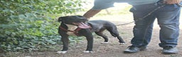 Meticcio cani in regalo: Pitbull mollato legato ad 1pianta 4ANNI FA!ROMA a Milano - Annuncio 4