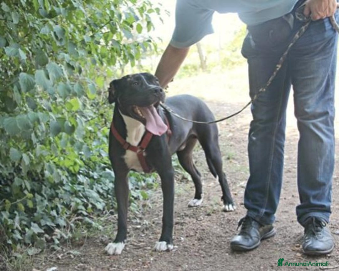 Meticcio cani in regalo: Pitbull mollato legato ad 1pianta 4ANNI FA!ROMA a Milano - Annuncio 4