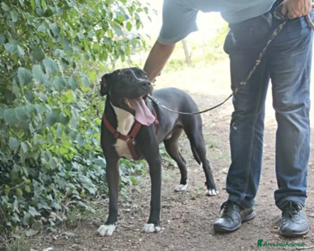 Meticcio cani in regalo: Pitbull mollato legato ad 1pianta 4ANNI FA!ROMA a Milano - Annuncio 4