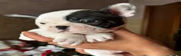 Bulldog Francese cani in vendita: Cuccioli di bulldog Francesce  a Provincia di Campobasso - Annuncio 16