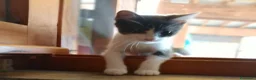 Europeo gatti in regalo: Gattina dolce - Annuncio 4