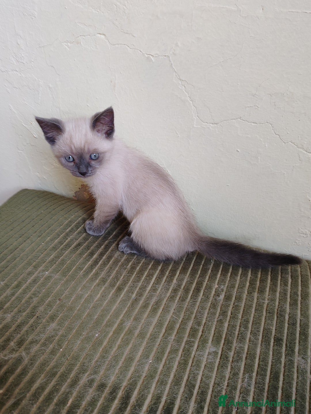 Siamese gatti in vendita: Gattino siamese a Provincia di Biella - Immagine 2