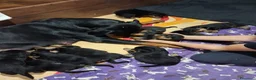 Rottweiler cani in vendita: Cuccioli Rottweiler  - Annuncio 4