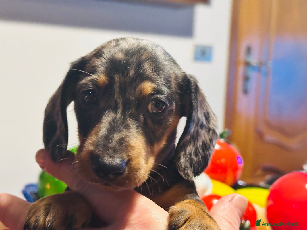 Bassotto cani in vendita: Bassotto Tedesco kaninchen/nano pedigree Enci - Annuncio 3