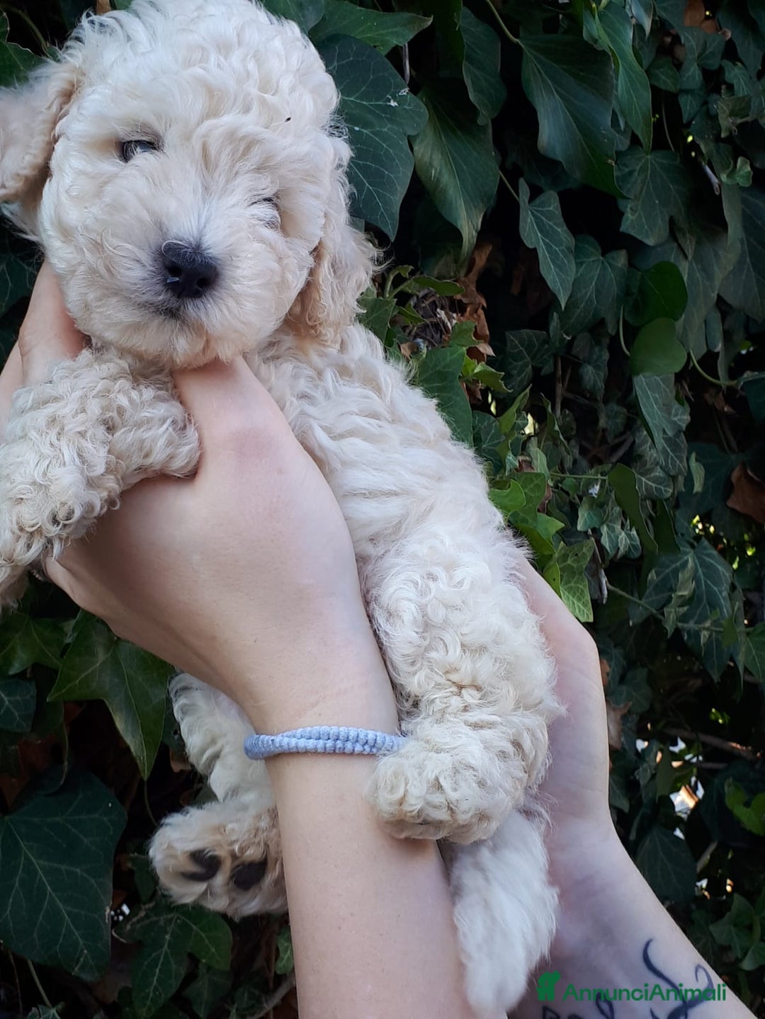 Meticcio cani in vendita: Bellissimi cuccioli Maltipoo color crema - Annuncio 5