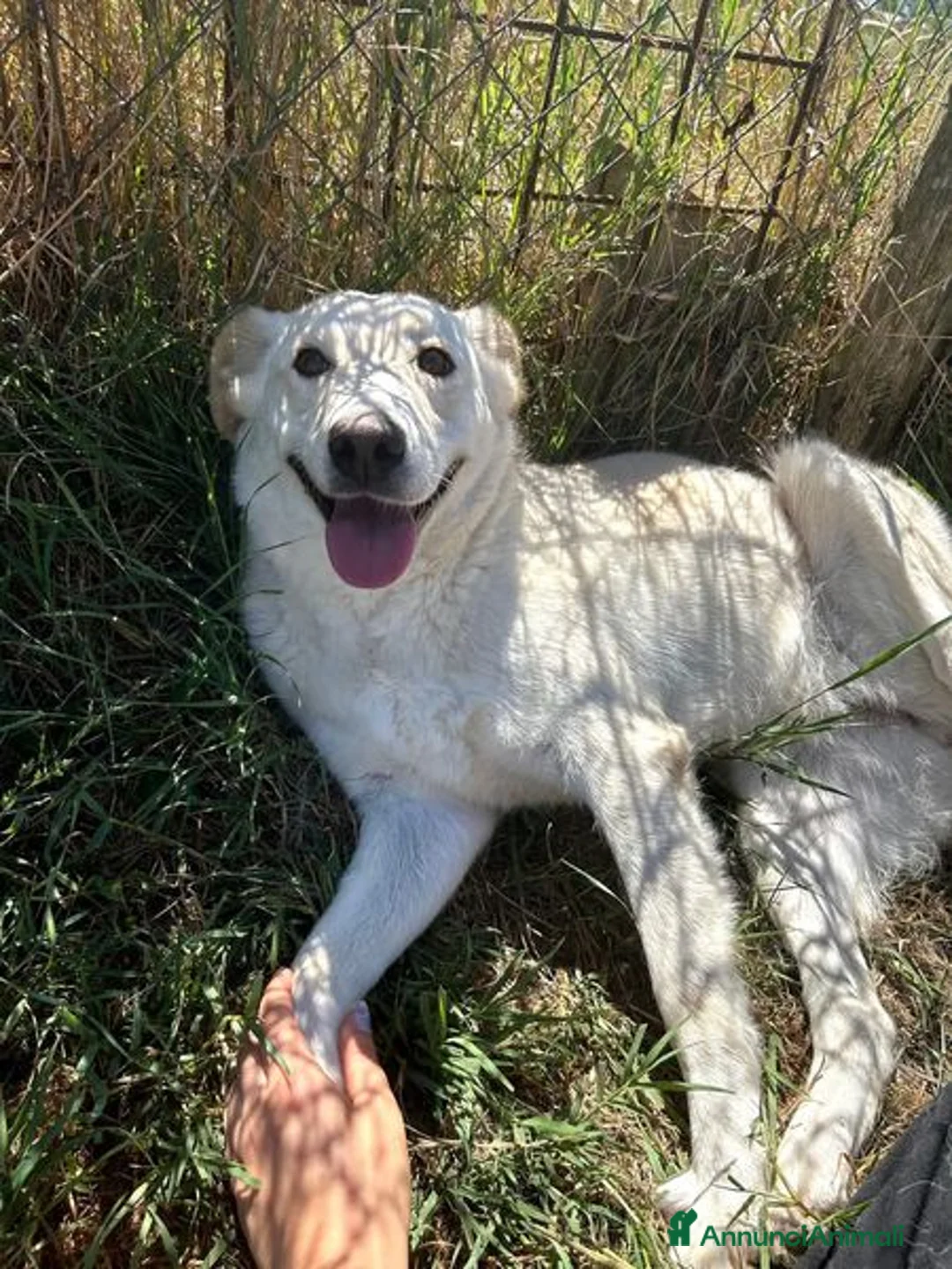 Labrador cani in regalo: Mafalda, labradorina mini a Provincia di Latina - Annuncio 3