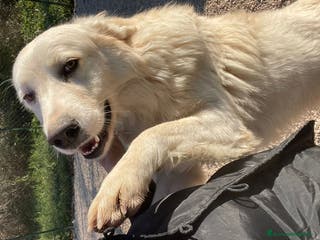 Meticcio cani SPLENDIDO CUCCIOLONE BIANCO - Annuncio 24