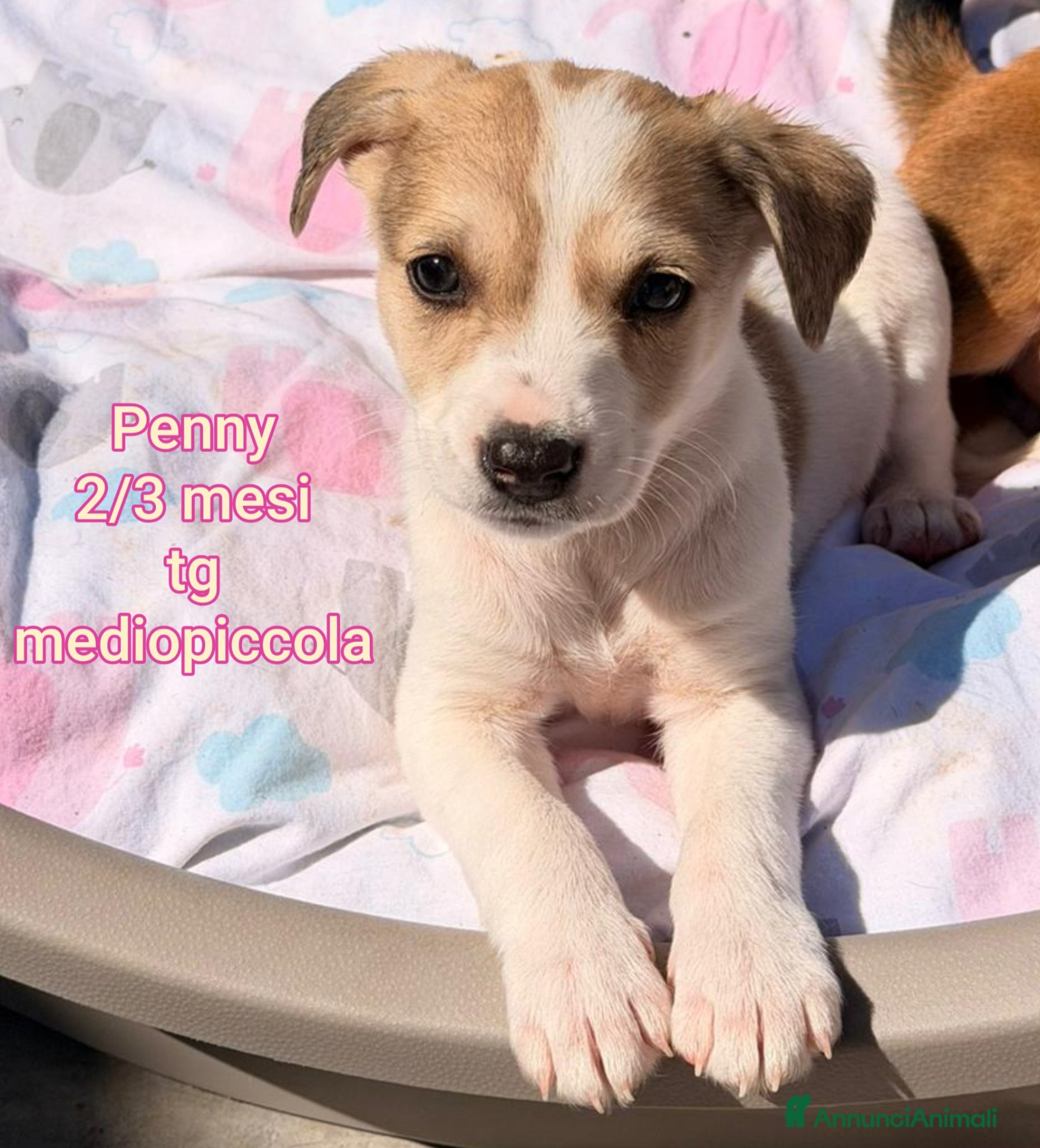 Meticcio cani TANTI CUCCIOLI SOLI! - Annuncio 1