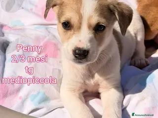 Meticcio cani TANTI CUCCIOLI SOLI! - Annuncio 1