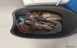 Chihuahua cani in vendita: Vendo cuccioli di Chihuahua a Provincia di Varese - Immagine 7