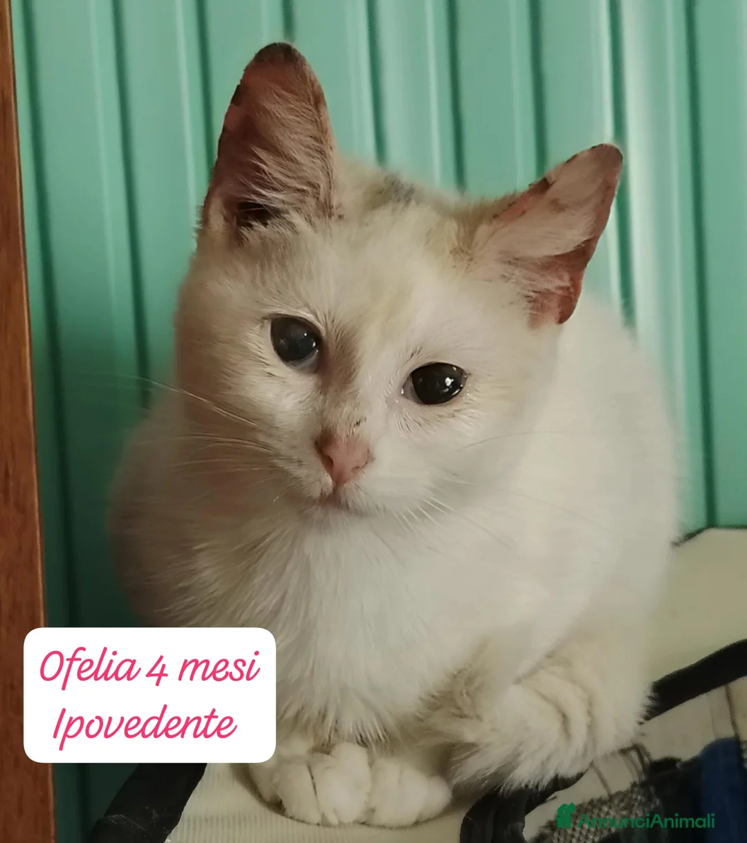 Altre razze gatti in regalo: Gattini destinati alla colonia  - Annuncio 5