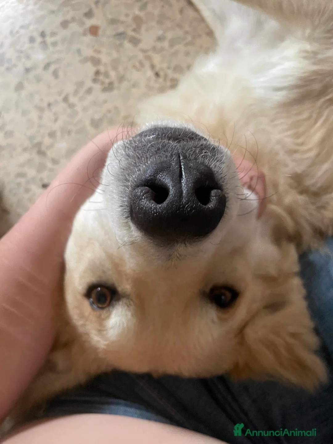Meticcio cani in regalo: Rain cerca casa per sempre  a Provincia della Spezia - Annuncio 2