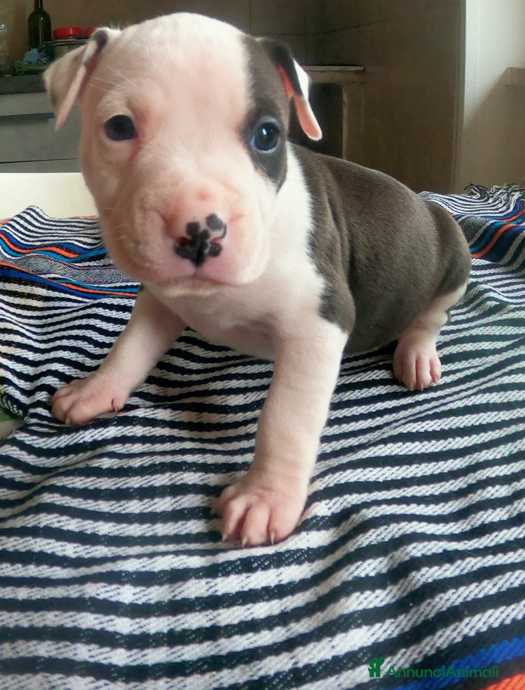Pitbull cani in vendita: cuccioli in vendita - Annuncio 5