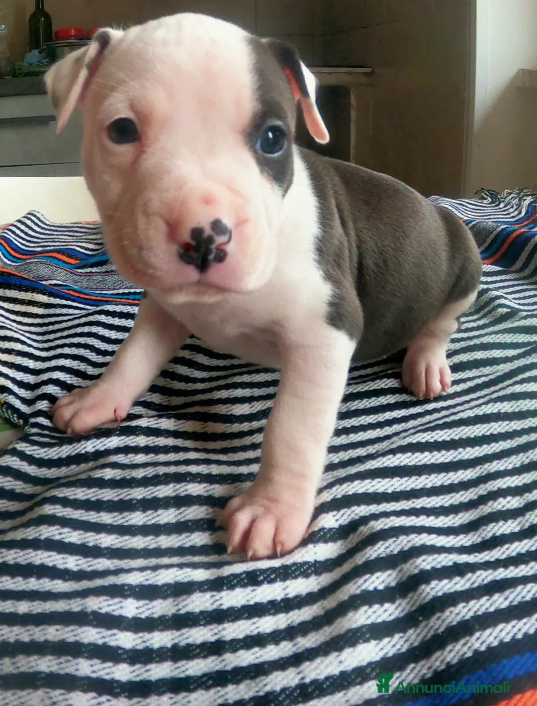 Pitbull cani in vendita: cuccioli in vendita - Annuncio 4
