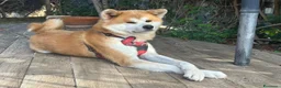 Akita Inu cani per accoppiamento: Akita Inu maschi per monta a Città metropolitana di Palermo - Annuncio 3