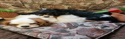Cavalier King cani in vendita: Cuccioli cavalier king con pedigree enci - Annuncio 3