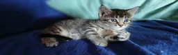 Maine Coon gatti in vendita: Cuccioli di maine coon pronti ad agosto - Annuncio 3