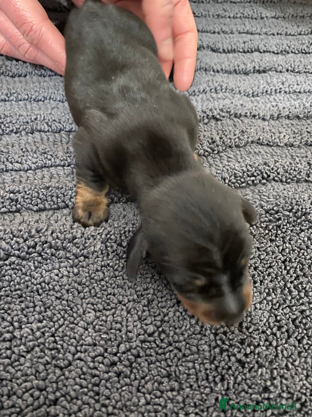 Bassotto cani in vendita: Bassotto - Annuncio 12